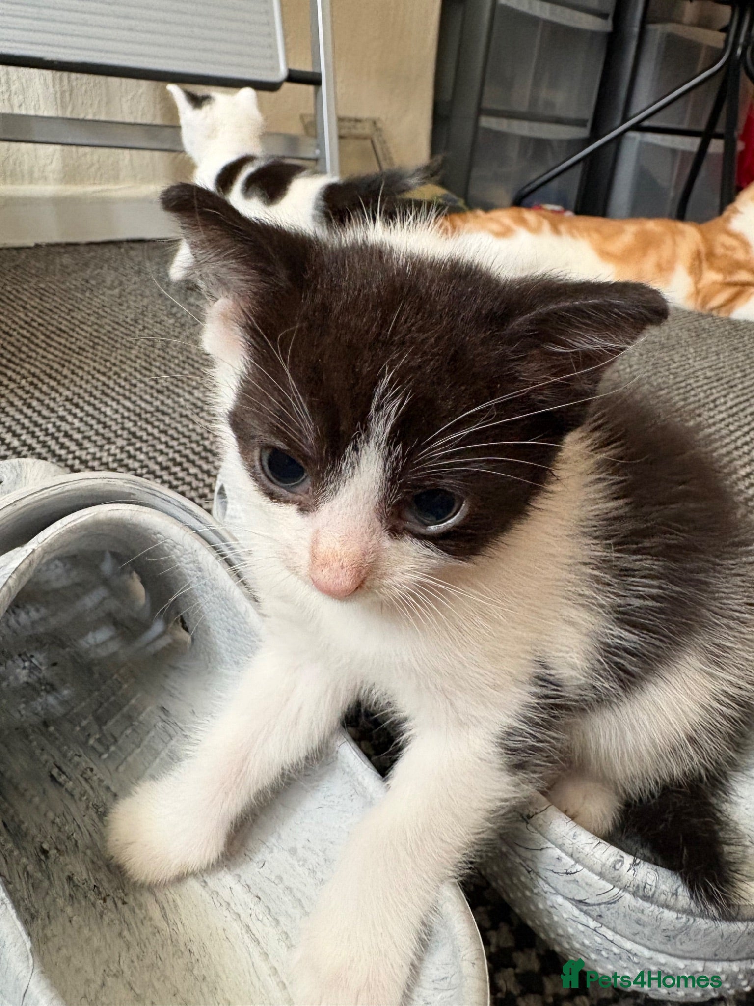 Domestic Shorthair cats Male Kitten - 1 LEFT  - Advert 4