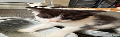 Bam