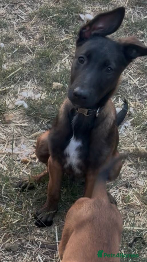 Belgian Shepherd Dog dogs ** 1 boy left** £1000* Belgian Mallinois Pups - Advert 5