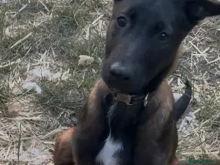 Belgian Shepherd Dog dogs ** 1 boy left** £1000* Belgian Mallinois Pups - Advert 5