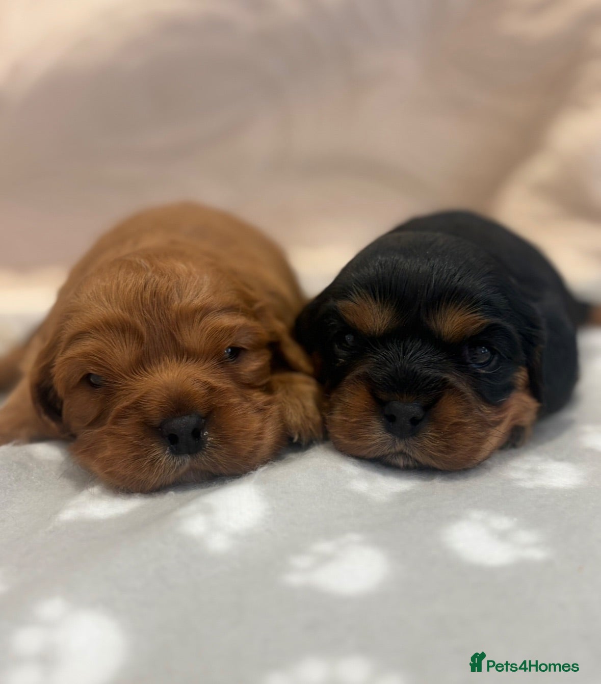 Cavalier King Charles Spaniel dogs Beautiful extensively health tested pure cavaliers - Advert 2