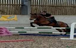 Connemara horses for sale: Lovely pony with a bright future  - Image 4