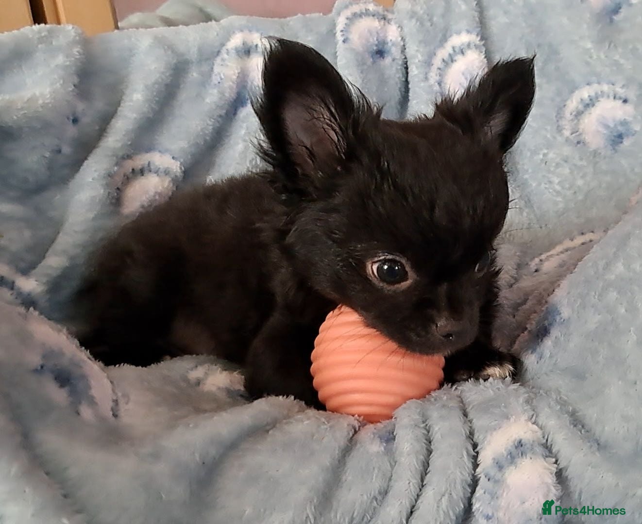Chihuahua dogs 2 boys left Ready Now Long Coat Chihuahua pups  - Advert 15