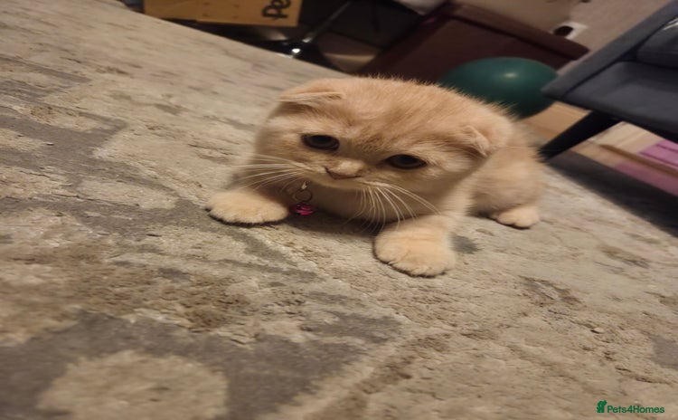 Scottish Fold cats - Advert 5