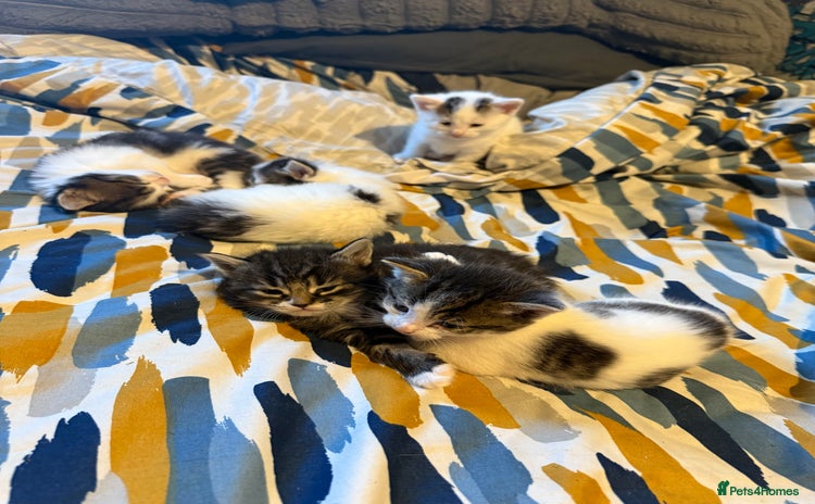 Norwegian Forest Cat cats Ready now  - Advert 13