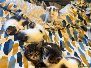 Norwegian Forest Cat cats Ready now - Advert 7