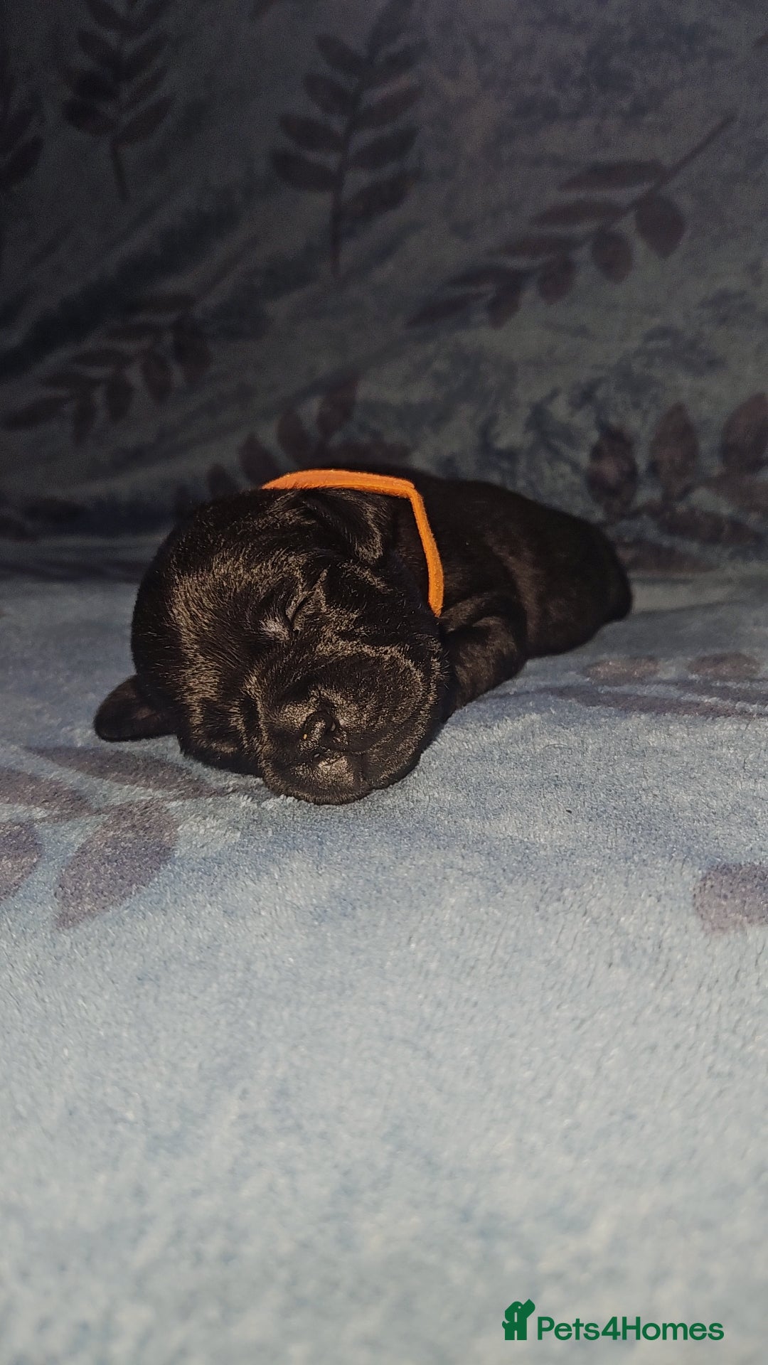 Staffordshire Bull Terrier dogs for sale: KC KING FURY X KASSIUS DAUGHTER PUPS  - Advert 19
