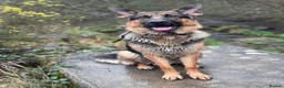 German Shepherd dogs for sale: Beautiful 2 year old  male German shepherd  in Kidwelly - Advert 6