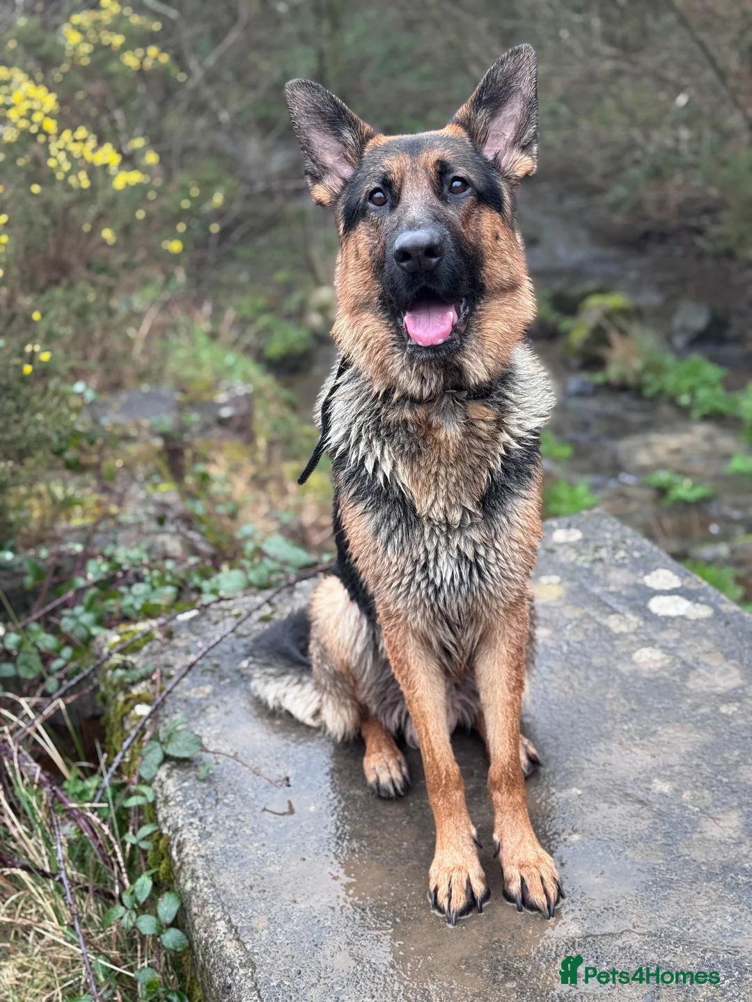 German Shepherd dogs for sale: Beautiful 2 year old  male German shepherd  in Kidwelly - Advert 6