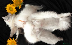 British Longhair cats for sale: British longhair golden point TICA  - Advert 10