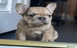 French Bulldog dogs for sale: 3 beautiful French bulldog puppies  - Image 3