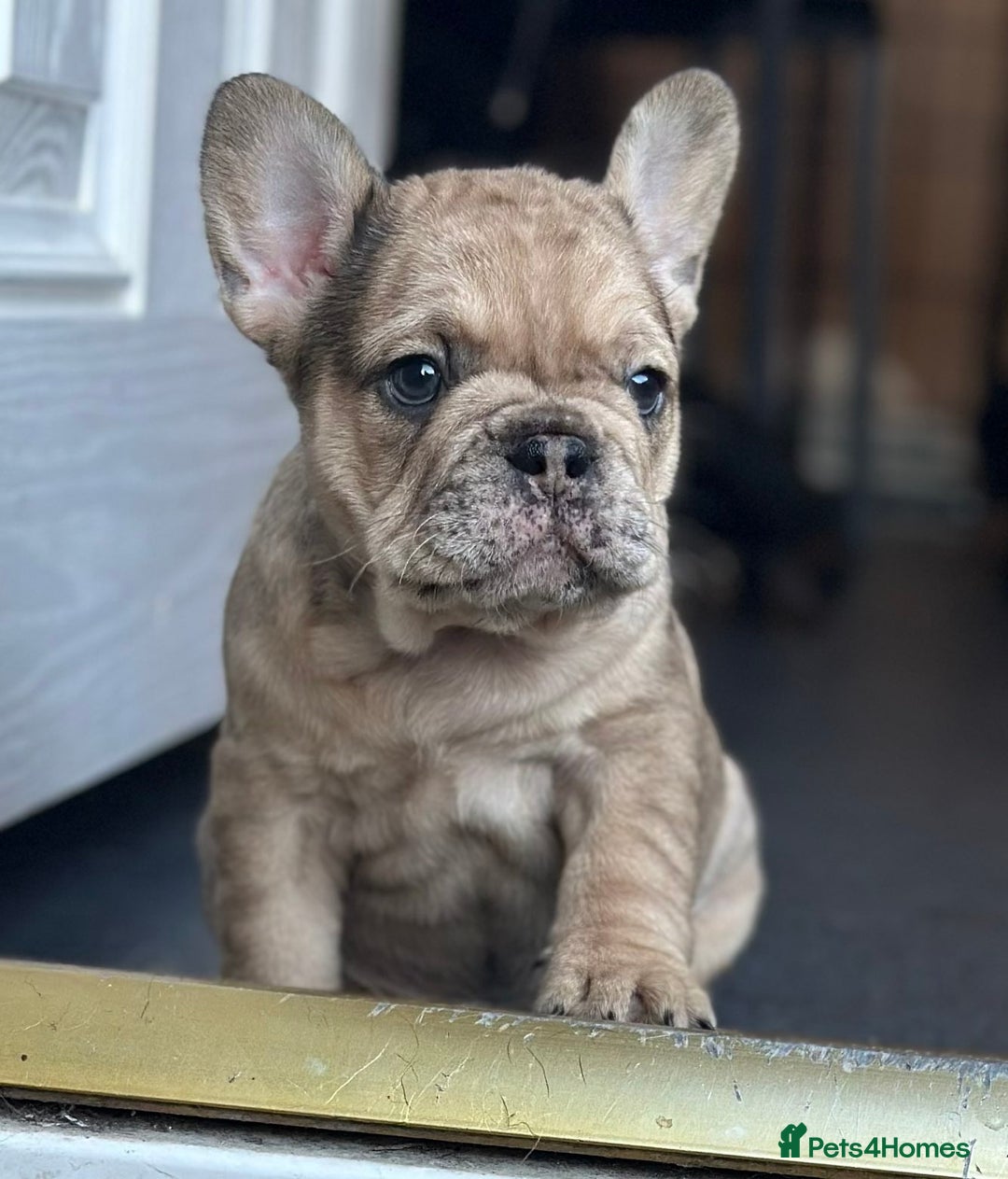 French Bulldog dogs for sale: 3 beautiful French bulldog puppies  - Image 3