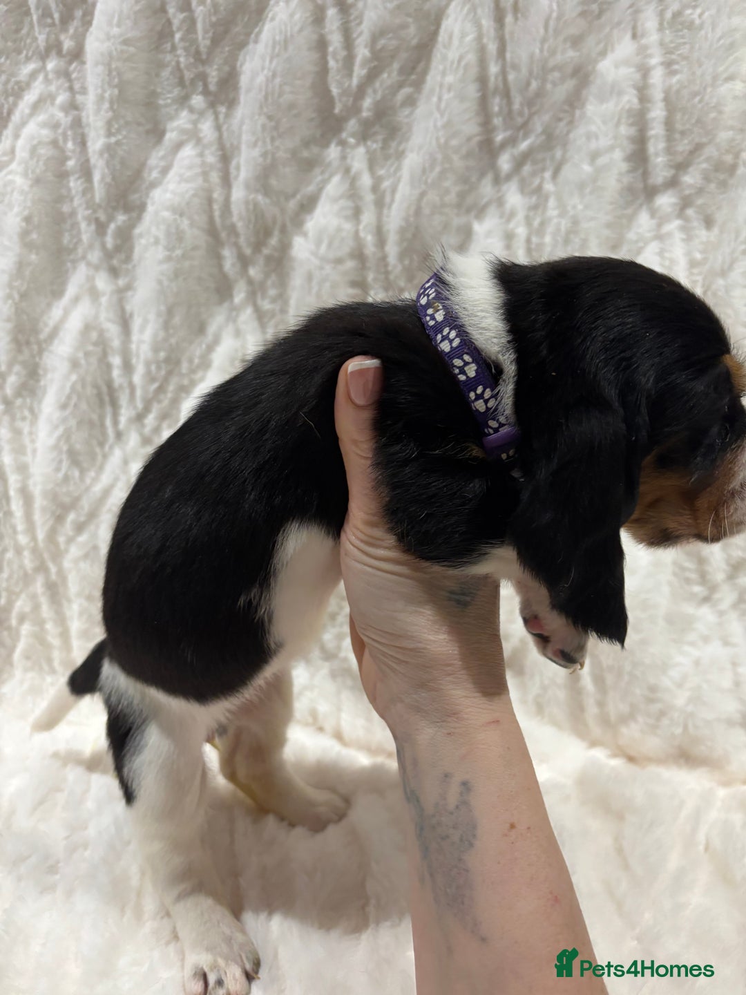 Basset Hound dogs for sale: Bassett hound puppies  - Advert 31