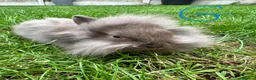 Lionhead rabbits for sale: Lionhead rabbits for sale  - Advert 7