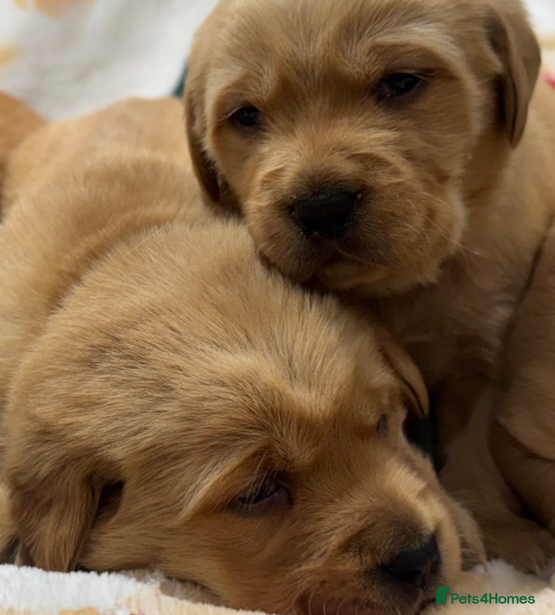 Goldador dogs for sale: SUPER GORGEOUS RED GOLDADOR PUPPIES ❤️ - Advert 3