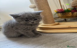 British Shorthair cats for sale: British shorthair kittens - Image 5
