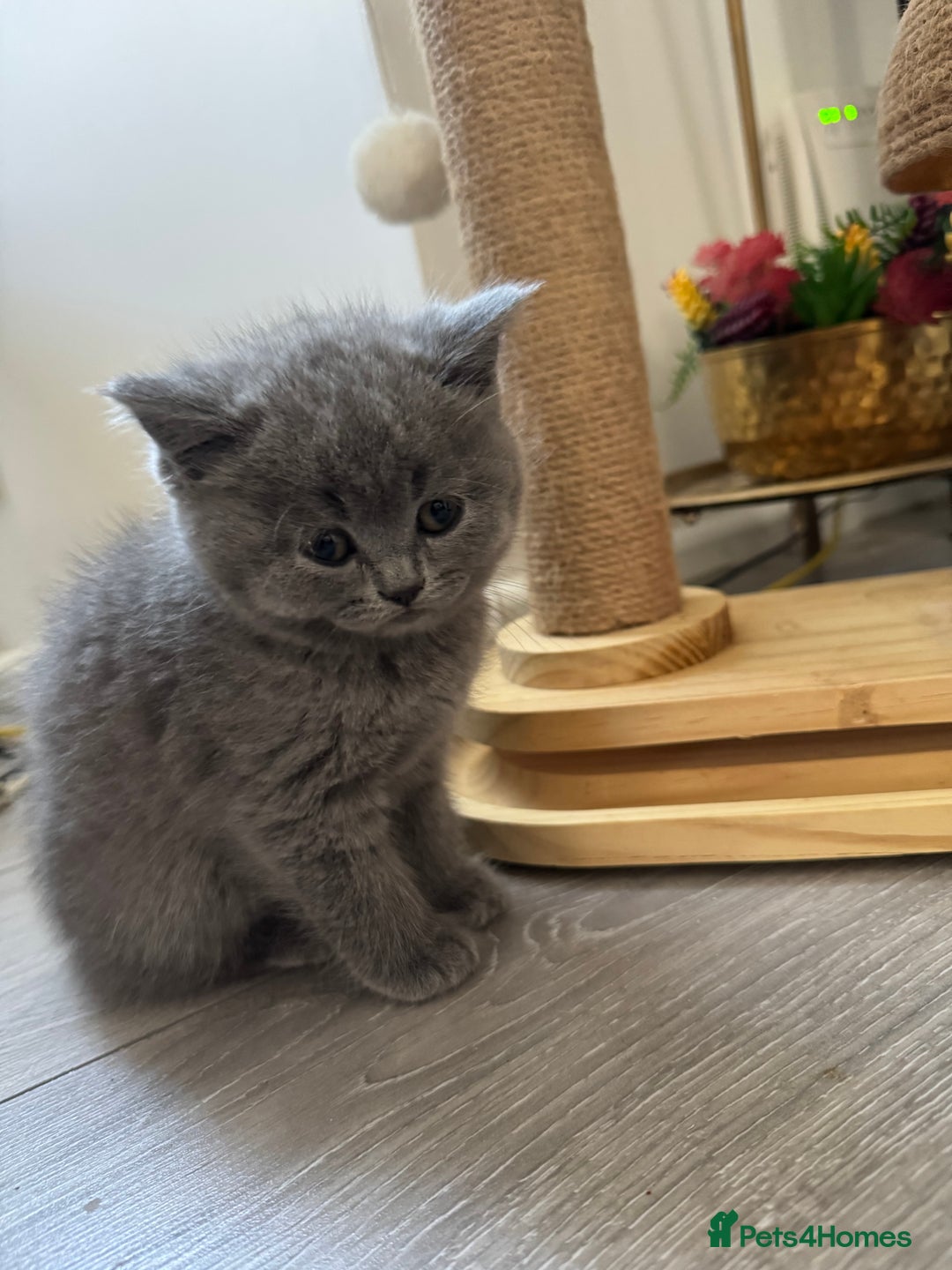 British Shorthair cats for sale: British shorthair kittens - Image 5