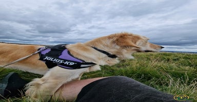 Golden Retriever dogs - Advert 15