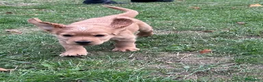 Cocker Spaniel 1