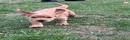 Cocker Spaniel dogs for sale: Working cocker spaniel puppies for sale  - Advert 3