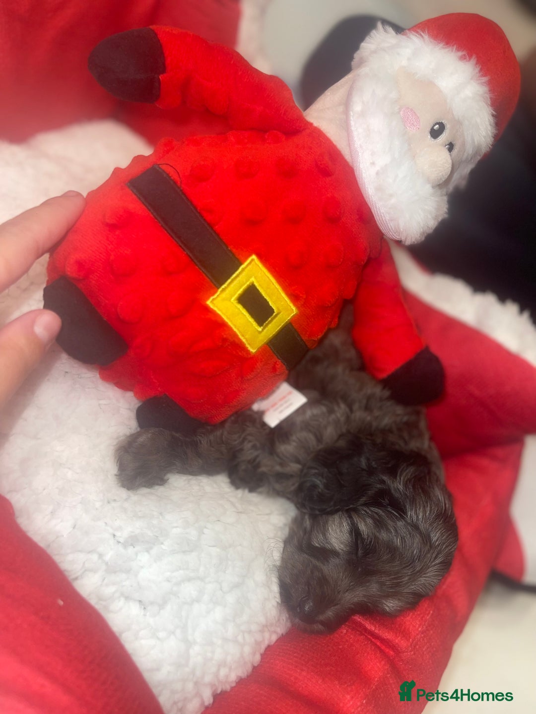 Cockapoo dogs for sale: Cockerpoo FB1 ready to leave  **  Eve  - Advert 16