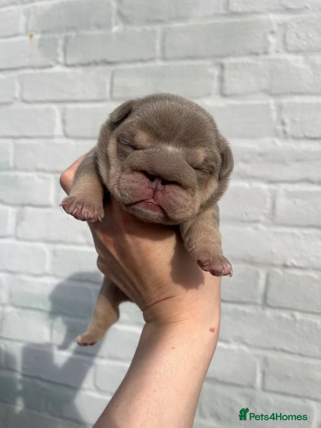 English Bulldog dogs for sale: HOGWARTS LITTER- CHUNKY LILAC BULLDOG PUPPIES 🐾  - Advert 1