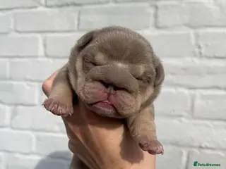 English Bulldog dogs HOGWARTS LITTER- CHUNKY LILAC BULLDOG PUPPIES 🐾 - Advert 2