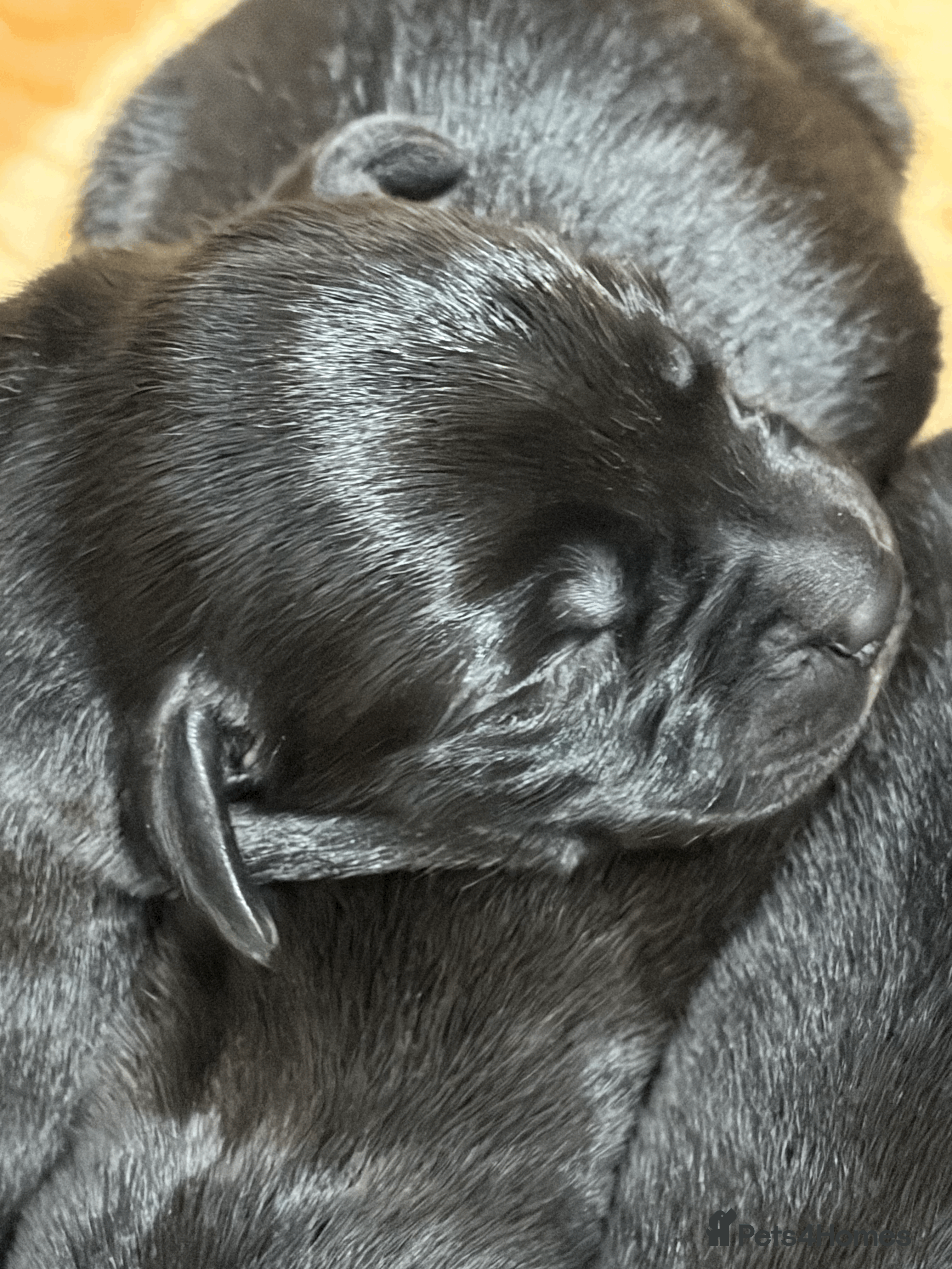 Labrador Retriever dogs BEAUTIFUL BLACK LABRADOR PUPPIES - Advert 1