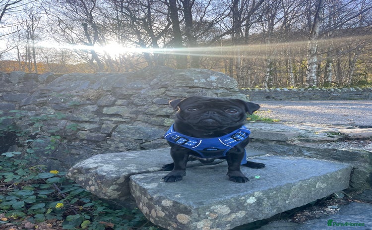 Pug dogs Pug for stud only  - Advert 5