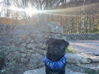 Pug dogs for stud: Pug for stud only - Advert 1