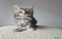 Maine Coon cats for sale: 2 TICA-Registered Maine Coon Kittens Available - Image 23