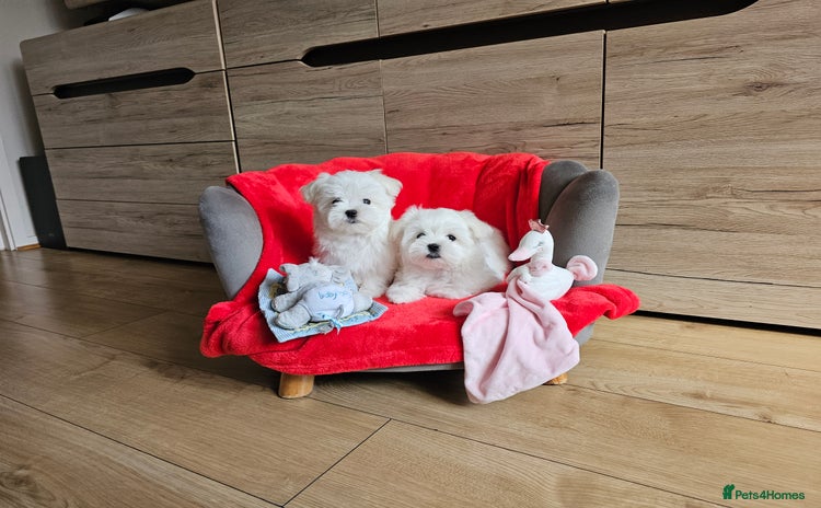 Maltese dogs - Advert 6