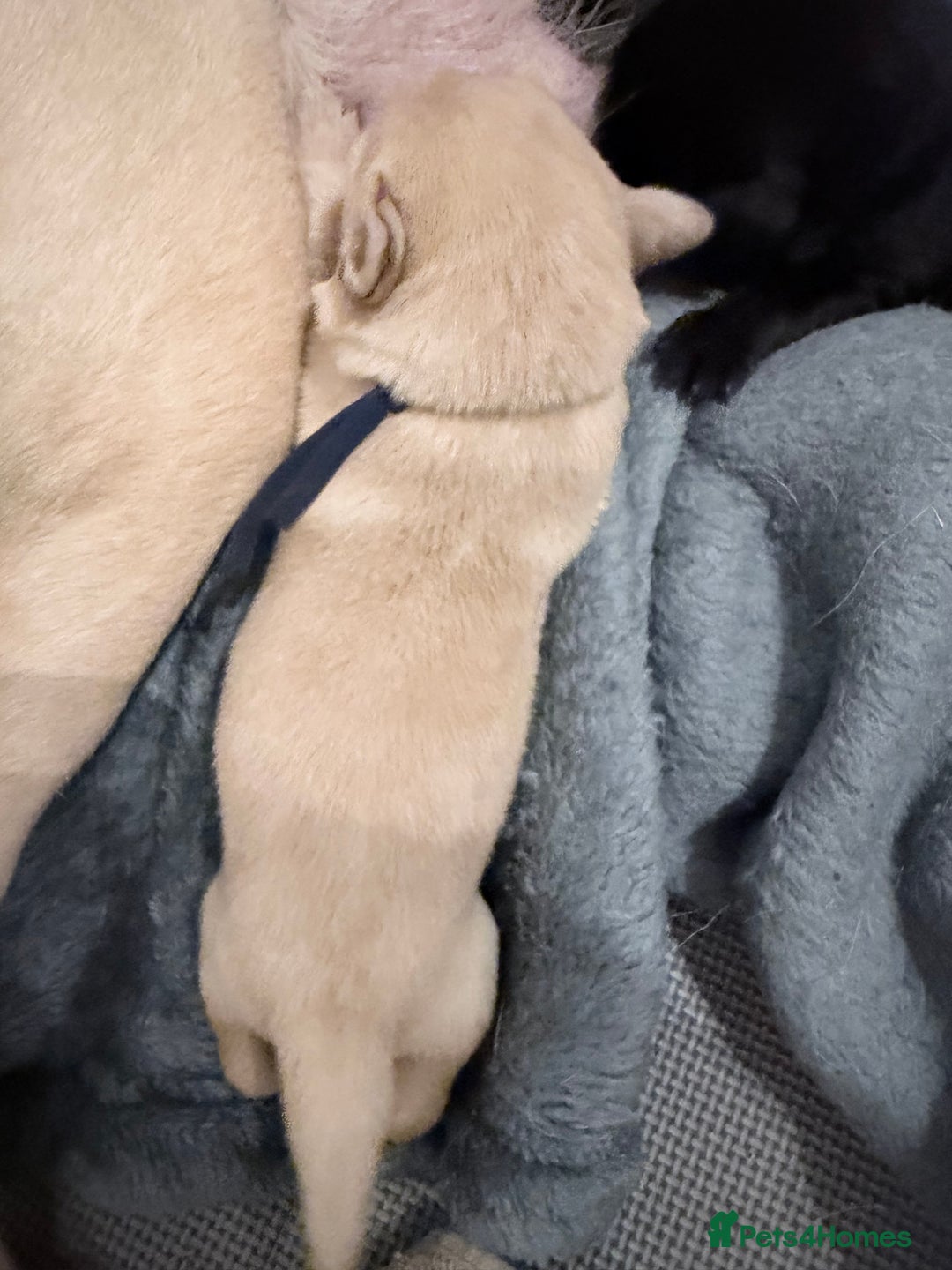 Labrador Retriever dogs for sale: 10 stunning KC reg black and yellow - Advert 12