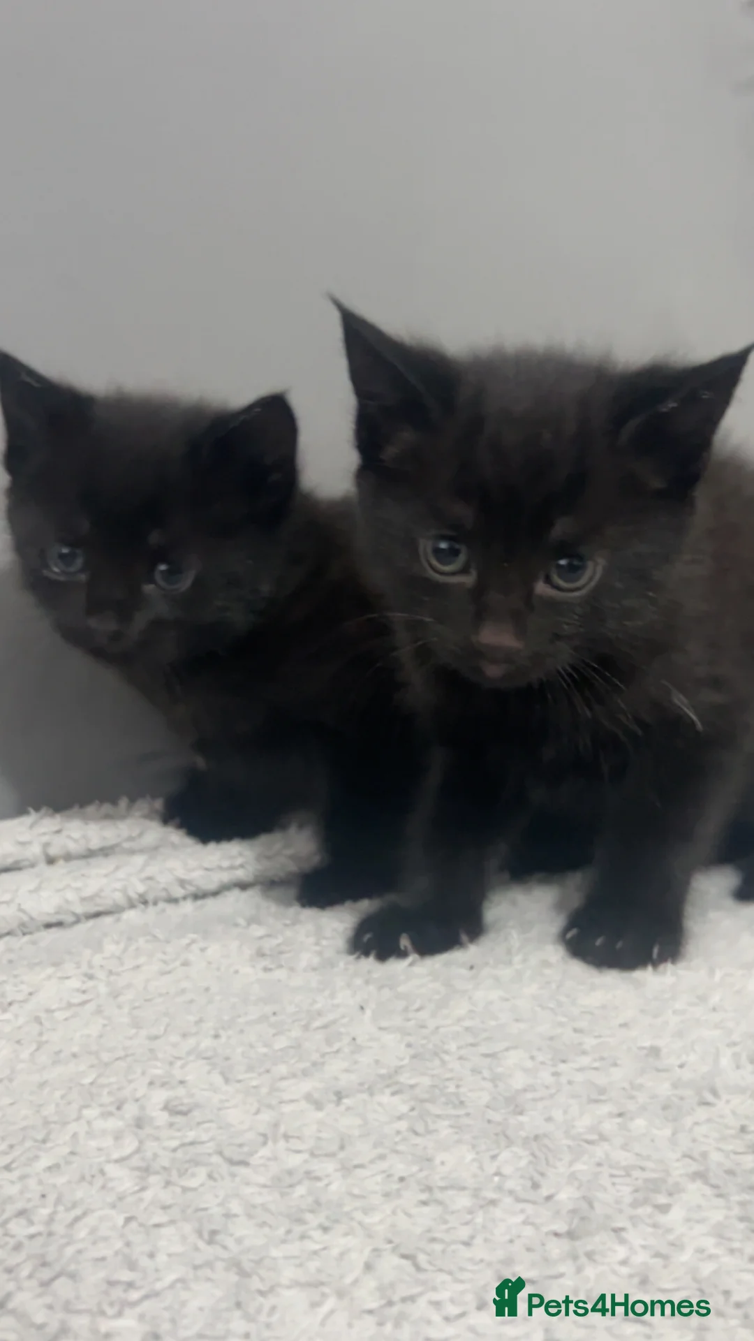 Mixed Breed cats for sale: black kittens  - Advert 5
