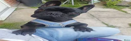 French Bulldog dogs for sale: Gorgeous little girl Frenchie - Advert 3