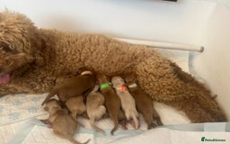 Cavapoo dogs for sale: Stunning, F1 Cavapoo fully health tested parents  - Image 29