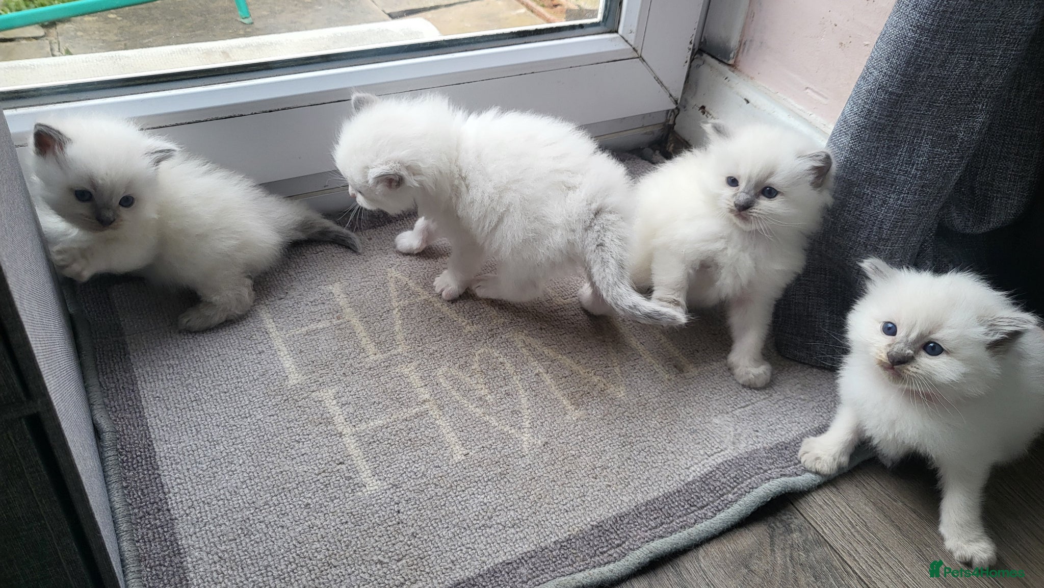 Ragdoll cats Adorable ragdoll kittens - Advert 2