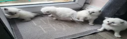Ragdoll cats for sale: Adorable playful kittens for sale - Advert 12