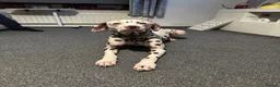 Dalmatian dogs for sale: Oreo  in Glasgow - Advert 4