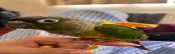 Conures birds for sale: Mr meto - Advert 4