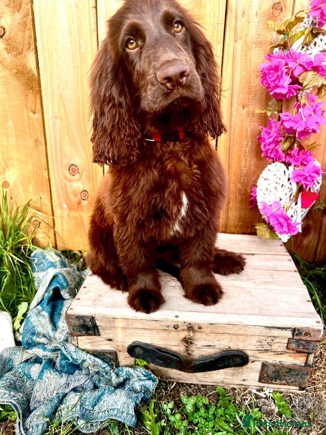 Sprocker dogs for sale: Chocolate Sprocker Spaniels last Girl   in Goole - Image 12