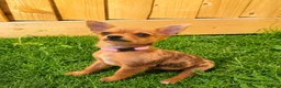 Jack Chi dogs for sale: Female chihuahua x Jack Russell 5 months old. - Advert 4