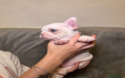 French Bulldog dogs for sale: French bulldog pups  - Image 10