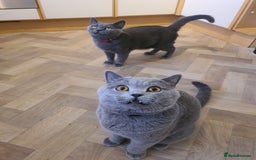 British Shorthair cats for sale: British Shorthair kittens  - Image 6