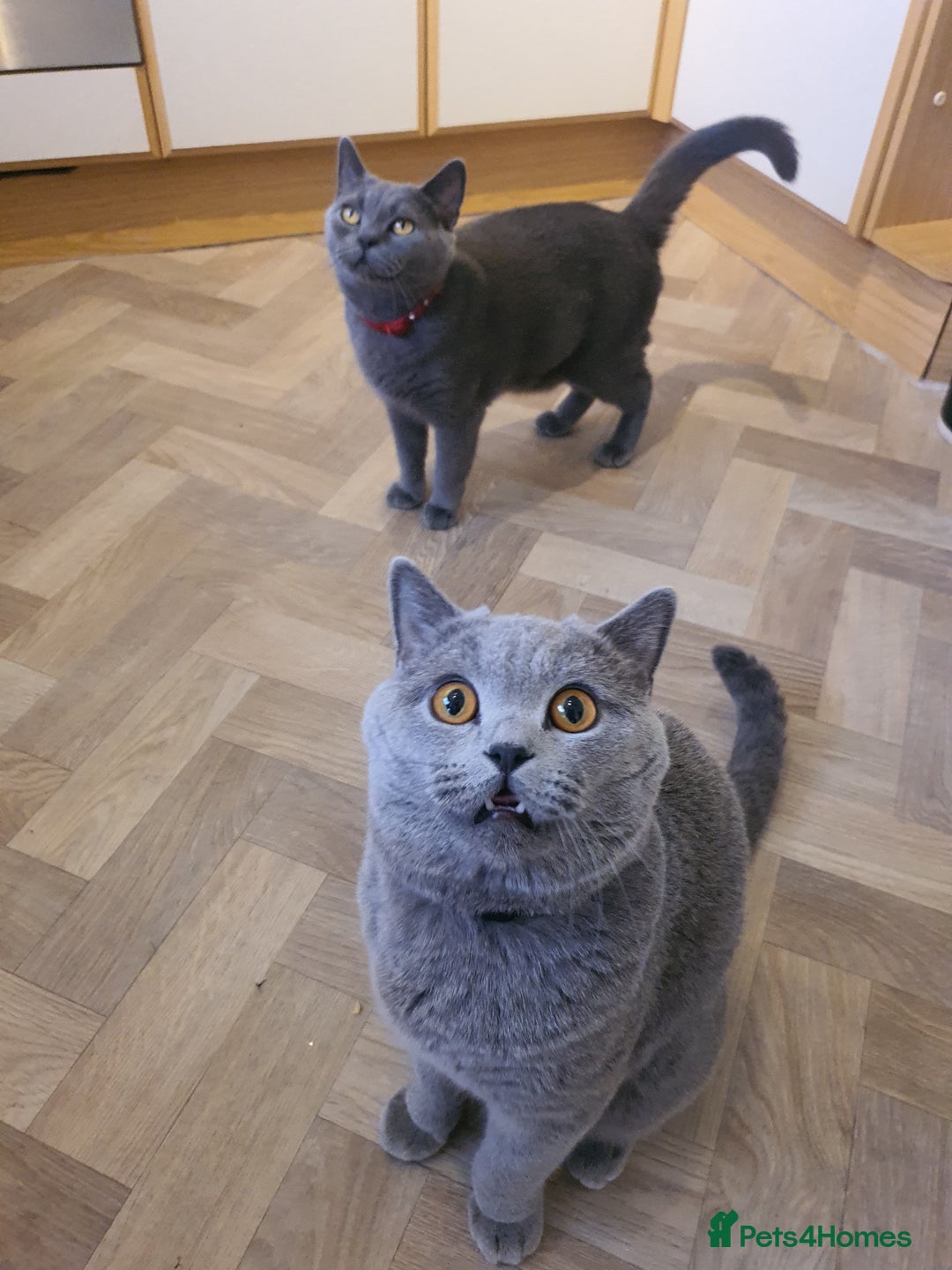 British Shorthair cats for sale: British Shorthair kittens  - Image 6