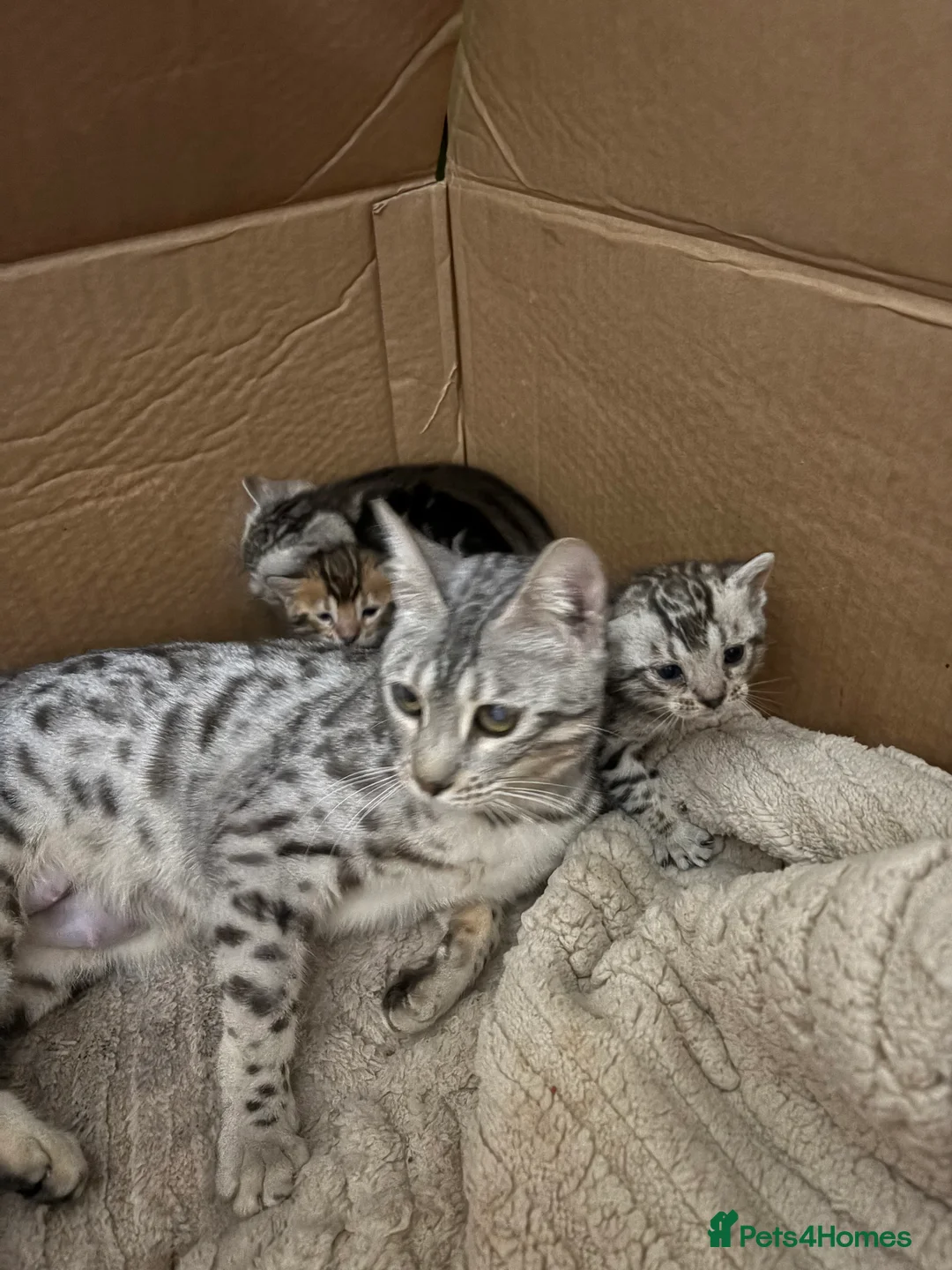Bengal cats for sale: Silver spotted bengal kittens - Advert 1