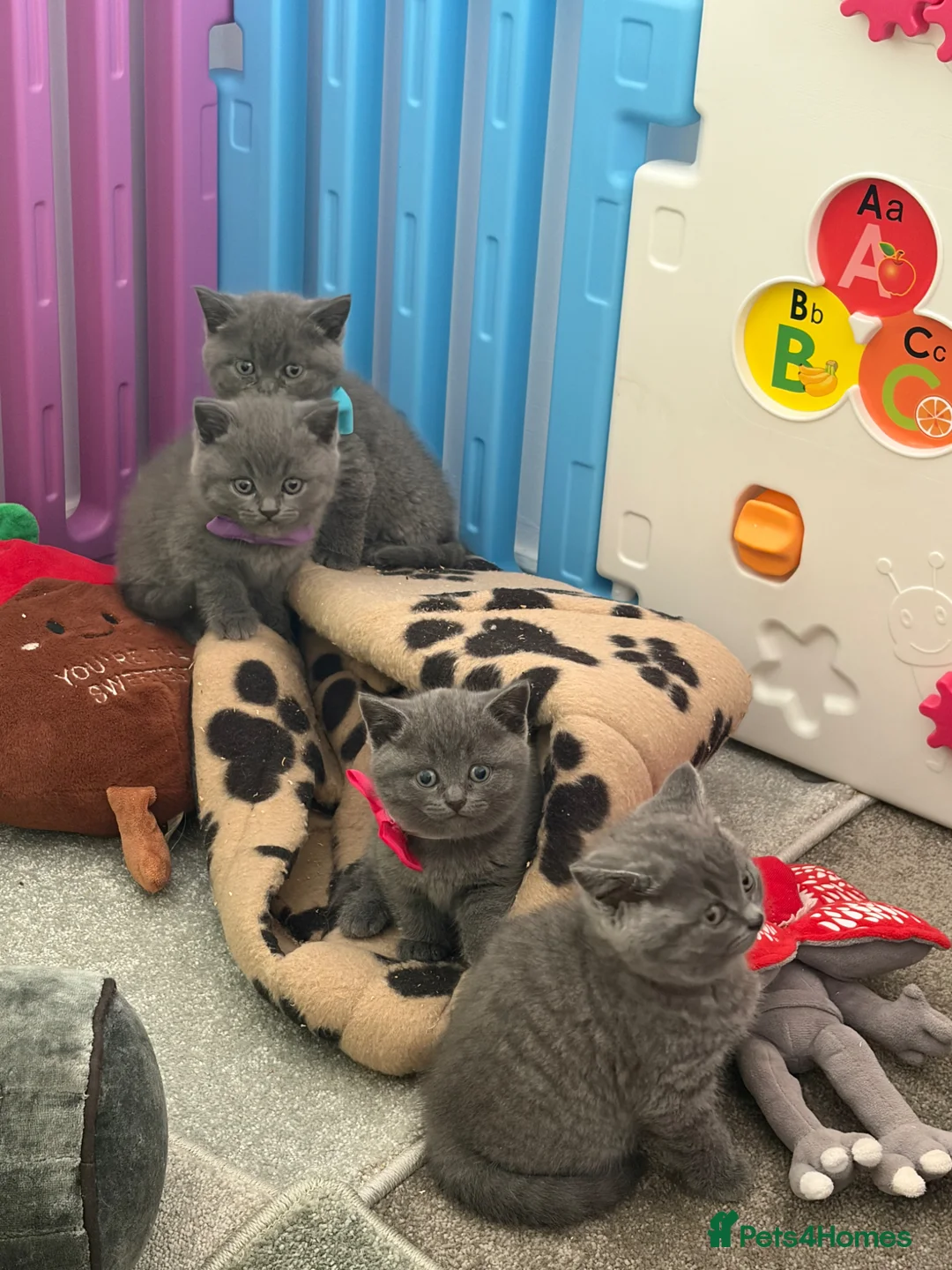 American Shorthair cats for sale: £400 each Last 2 boy British short hair kittens  - Advert 2