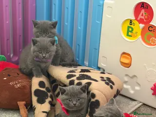 American Shorthair cats British short hair kittens - Advert 6