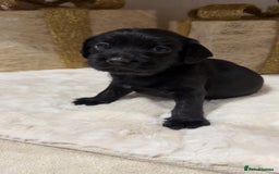 Mixed Breed dogs for sale: chunky litter of French bulldog cross cockapoo - Advert 9