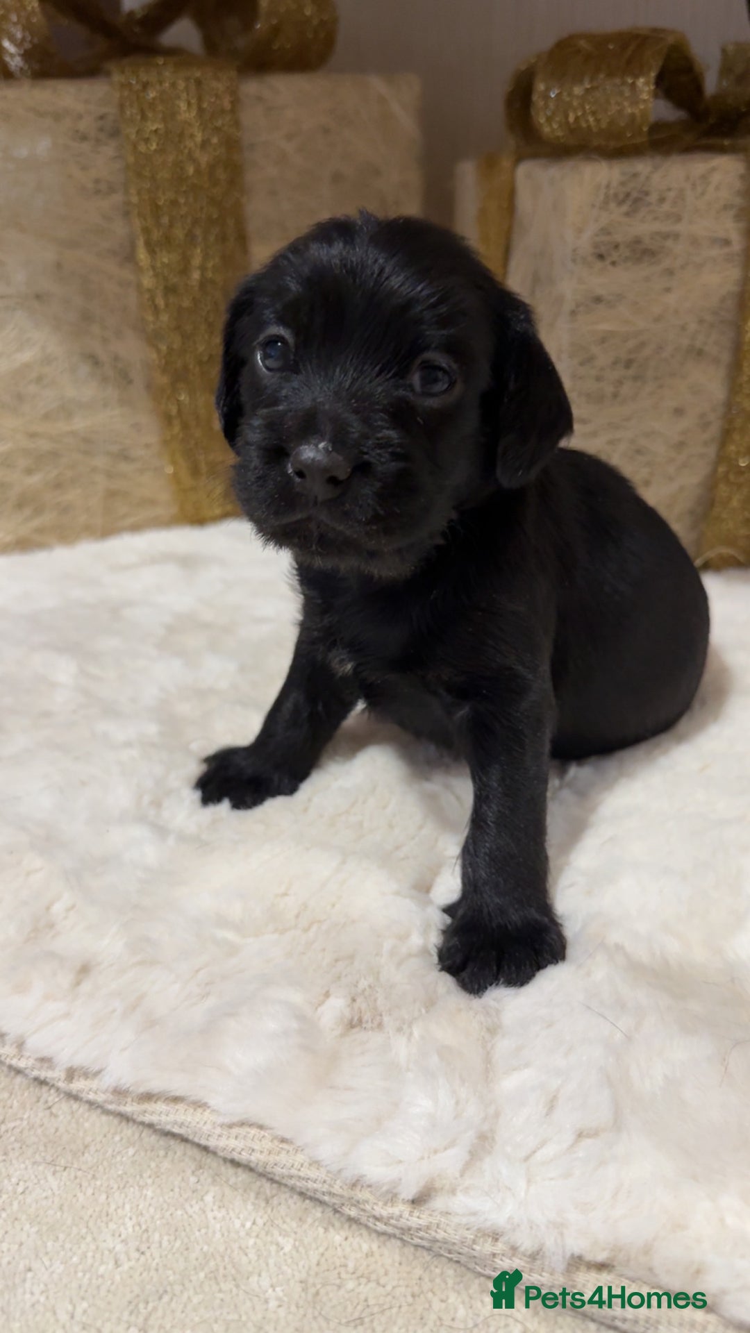 Mixed Breed dogs for sale: chunky litter of French bulldog cross cockapoo - Advert 9